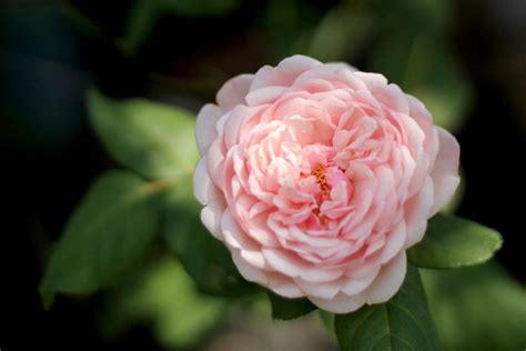 england tudor rose|tudor rose real flower.